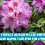 How To Fertilize Azaleas In Late Winter – Get Bigger Blooms Than Ever This Spring!