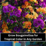 Grow Bougainvillea for Tropical Color in Any Garden